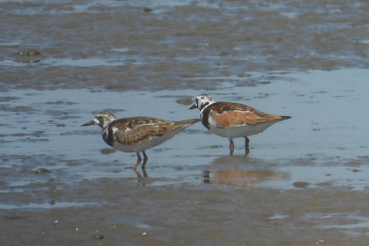 Ruddy Turnstone - ML643981506