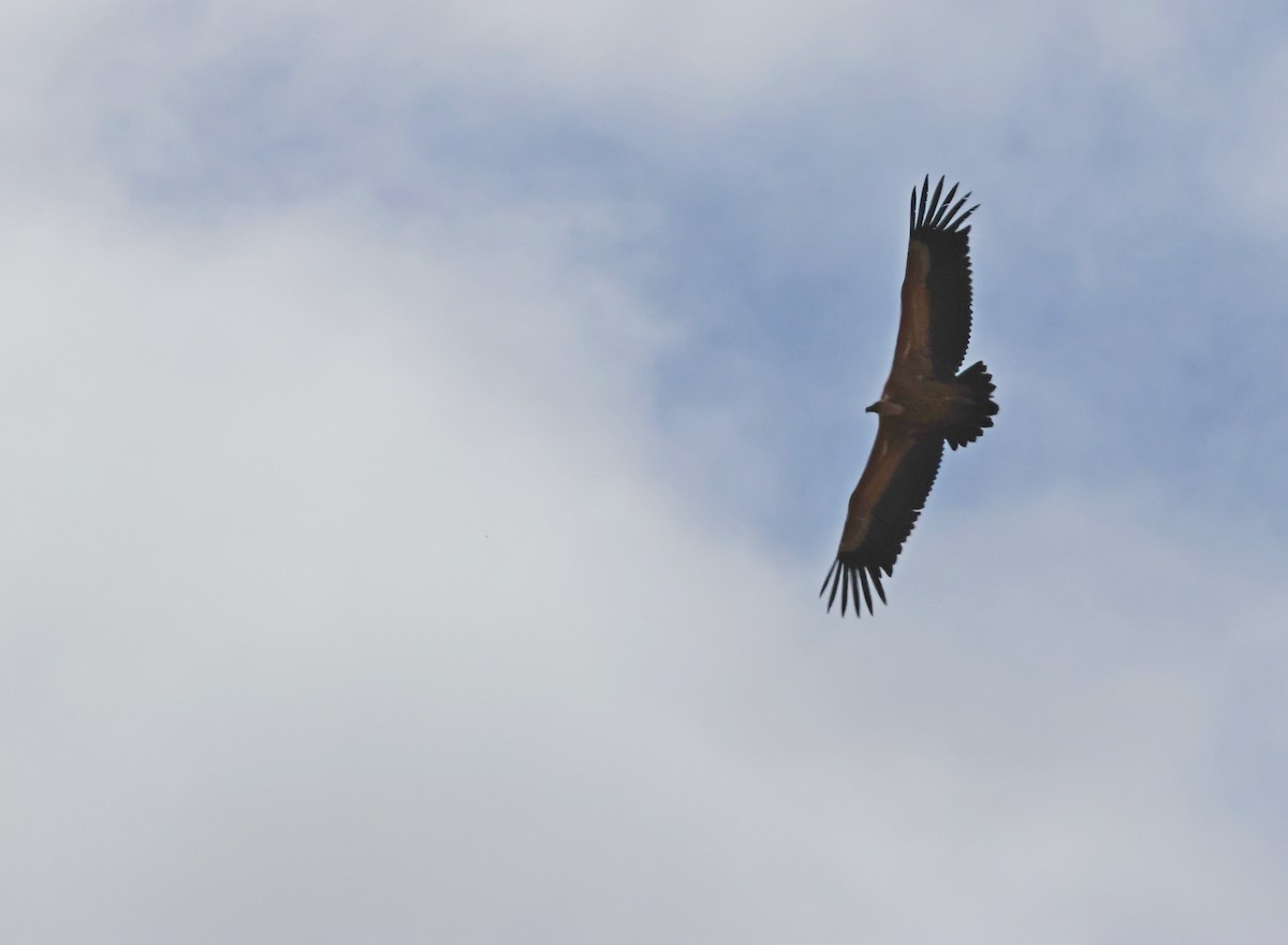 Eurasian Griffon - ML643981514