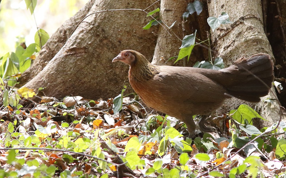 Coq bankiva - ML643981516