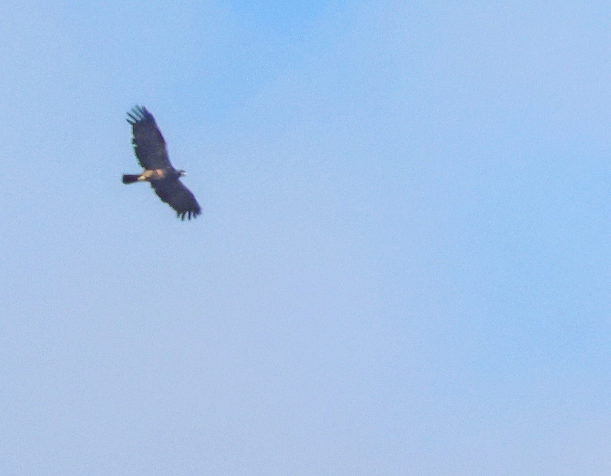 Spanish Eagle - ML643981527