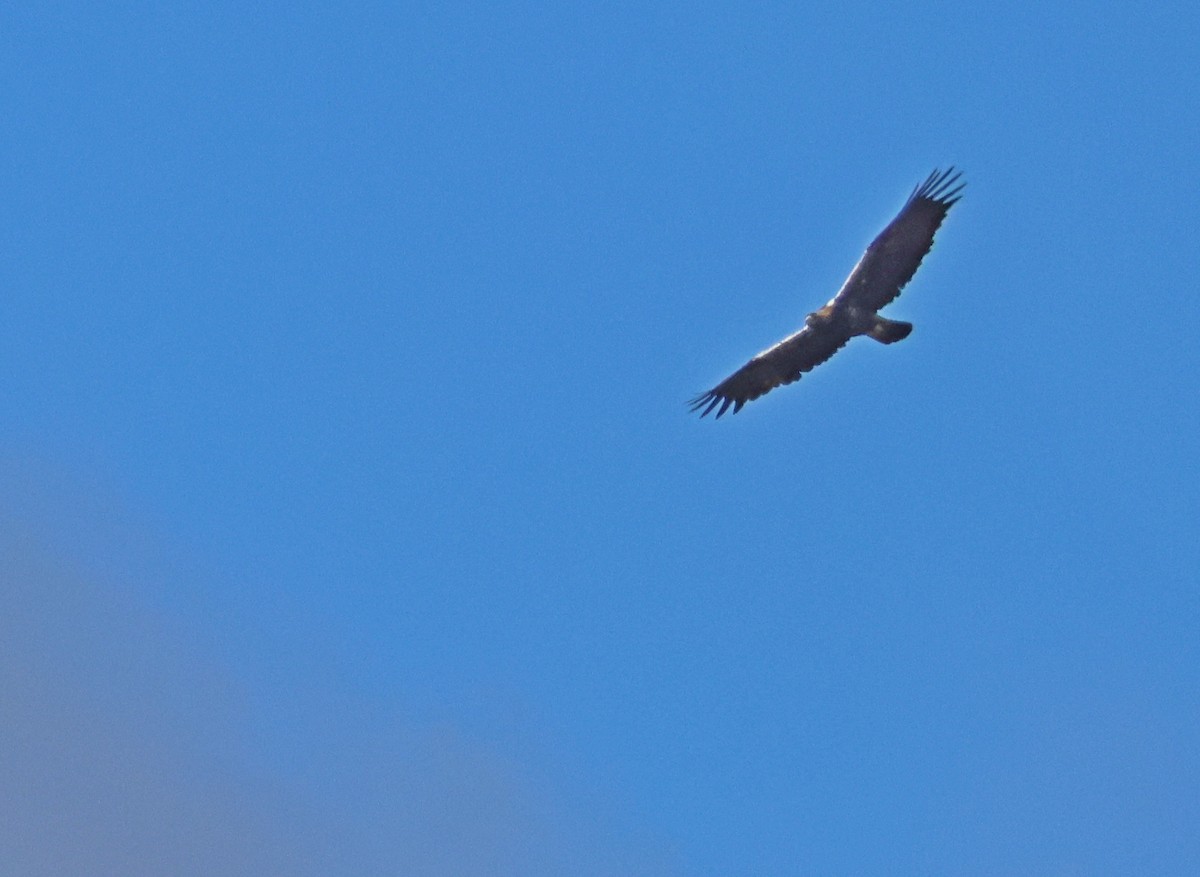 Spanish Eagle - ML643981529