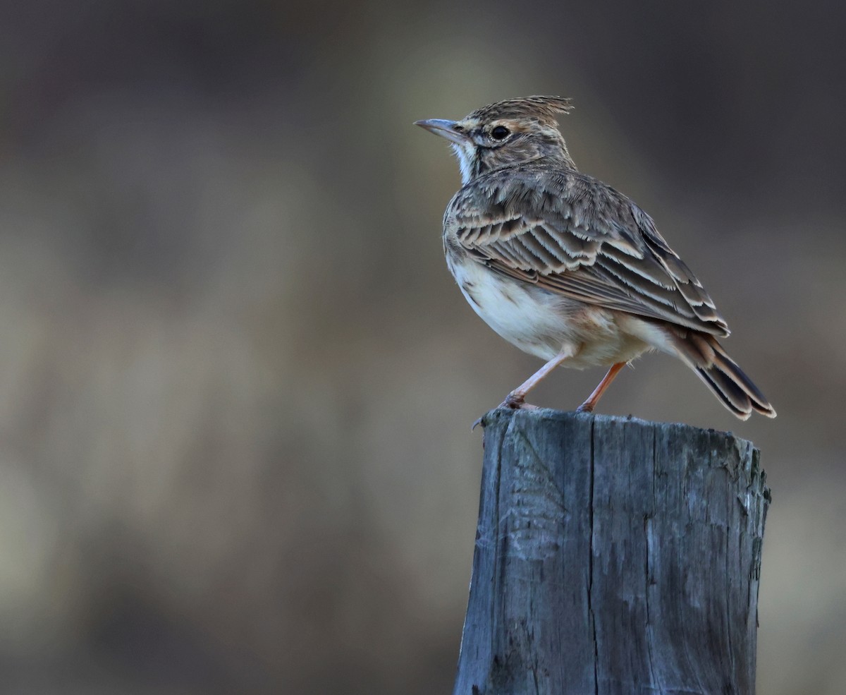 Crested Lark - ML643981544