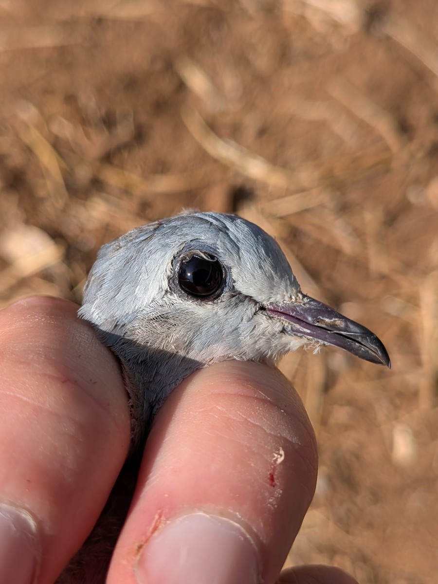 Emerald-spotted Wood-Dove - ML643981552