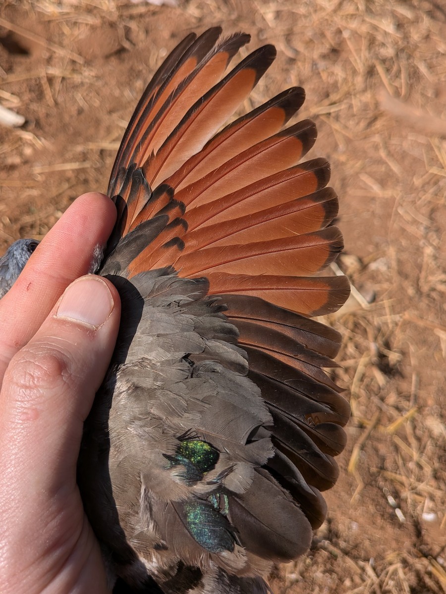 Emerald-spotted Wood-Dove - ML643981553