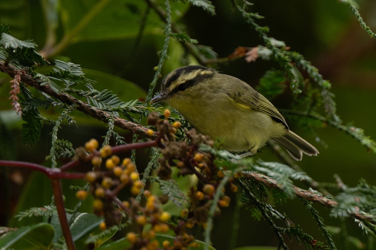 Mountain Leaf Warbler - ML643981567