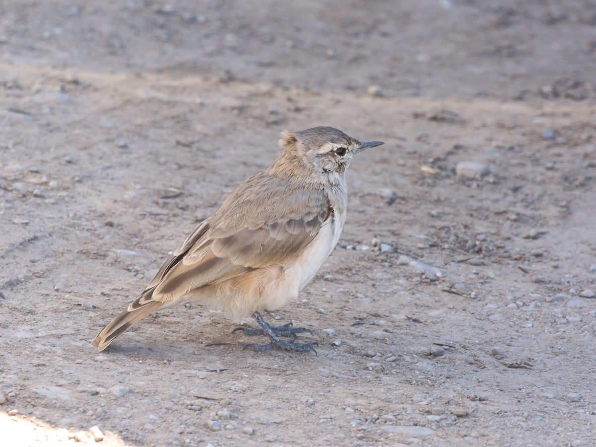 Rufous-banded Miner - ML643981568