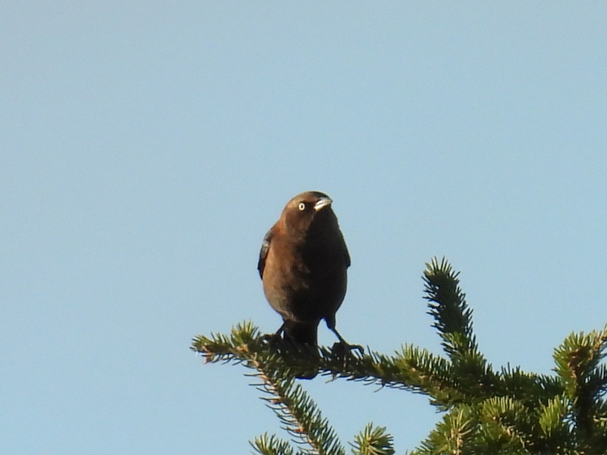 Rusty Blackbird - James Laabs