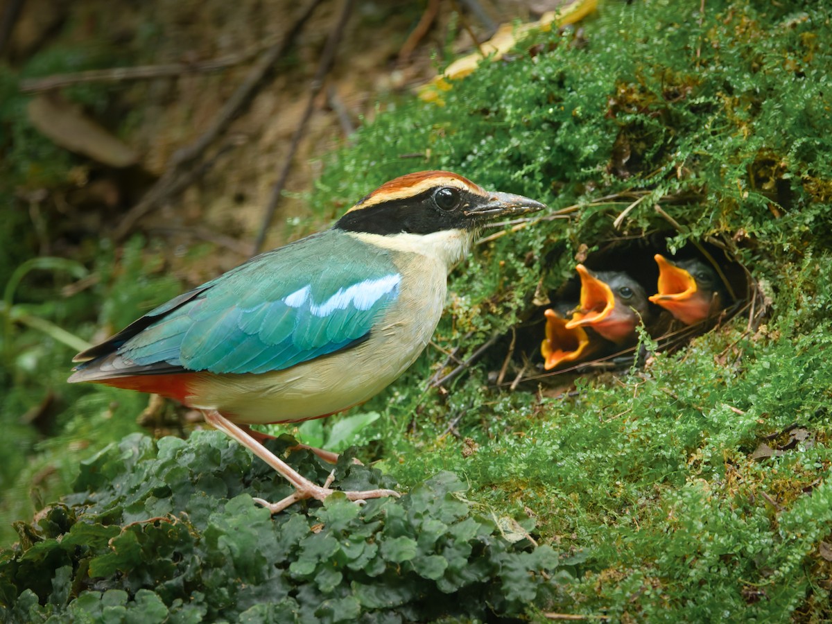 Fairy Pitta - ML643981570