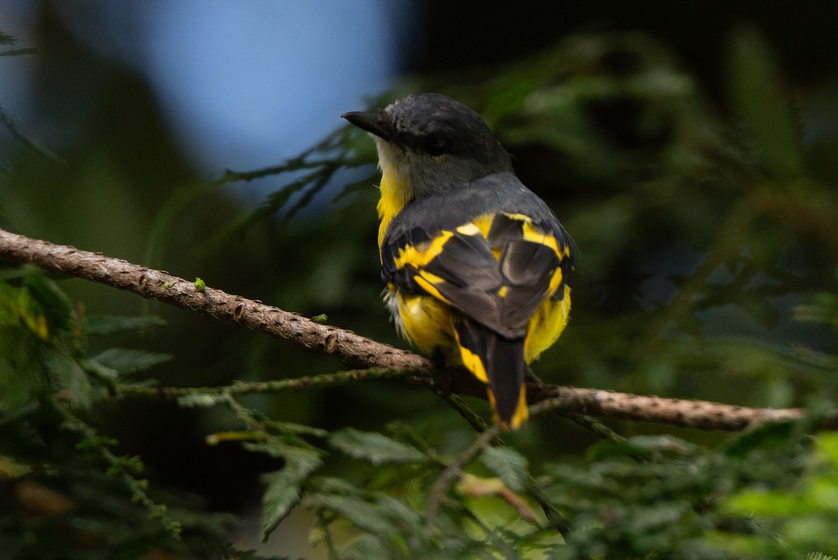 Minivet mandarin - ML643981583
