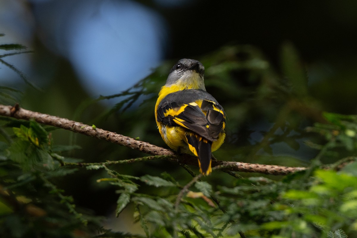 Minivet mandarin - ML643981584