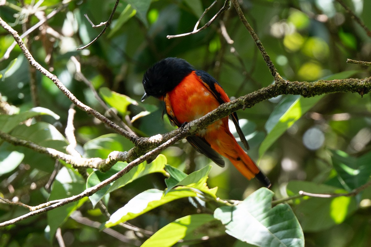Minivet mandarin - ML643981585