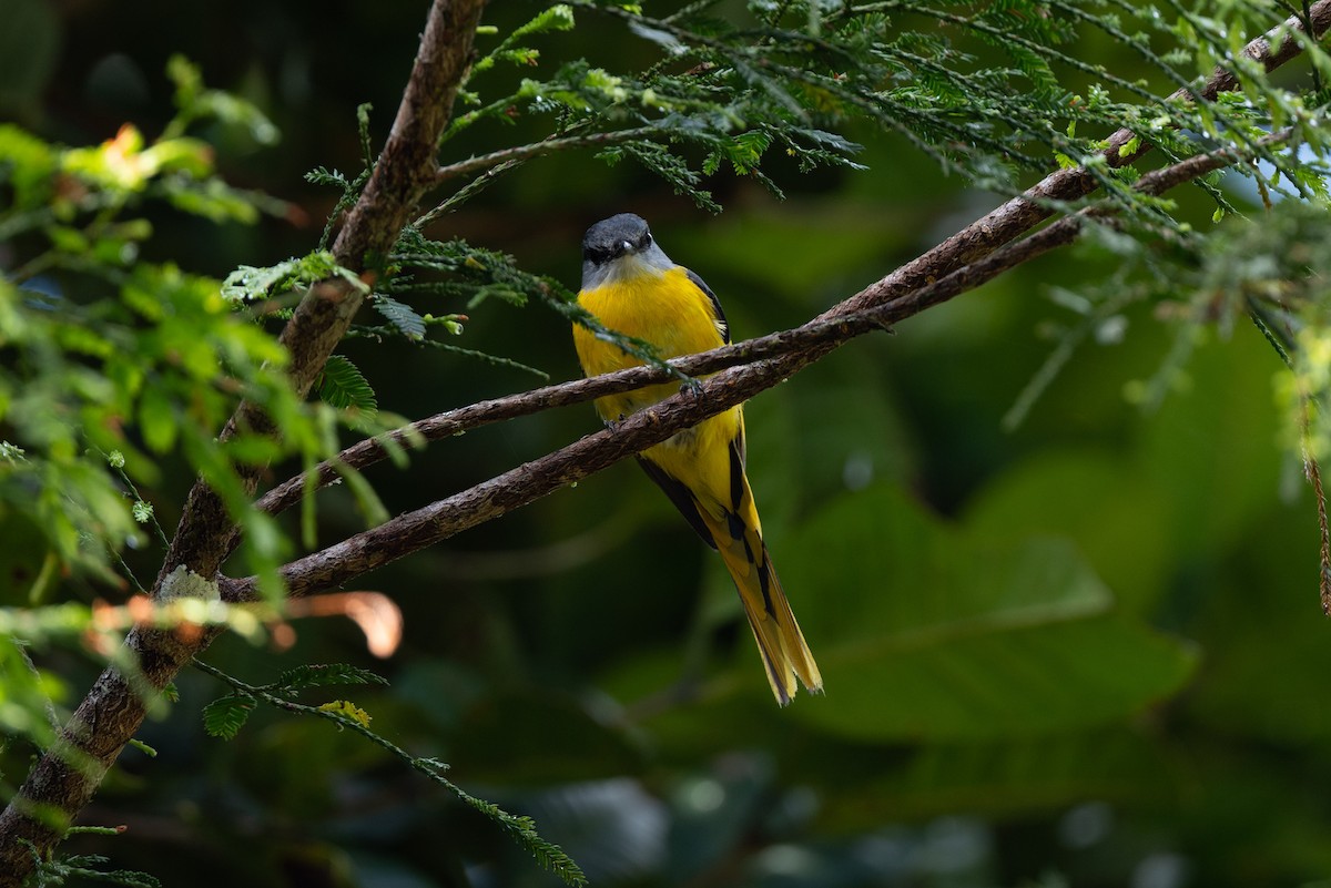 Minivet mandarin - ML643981586