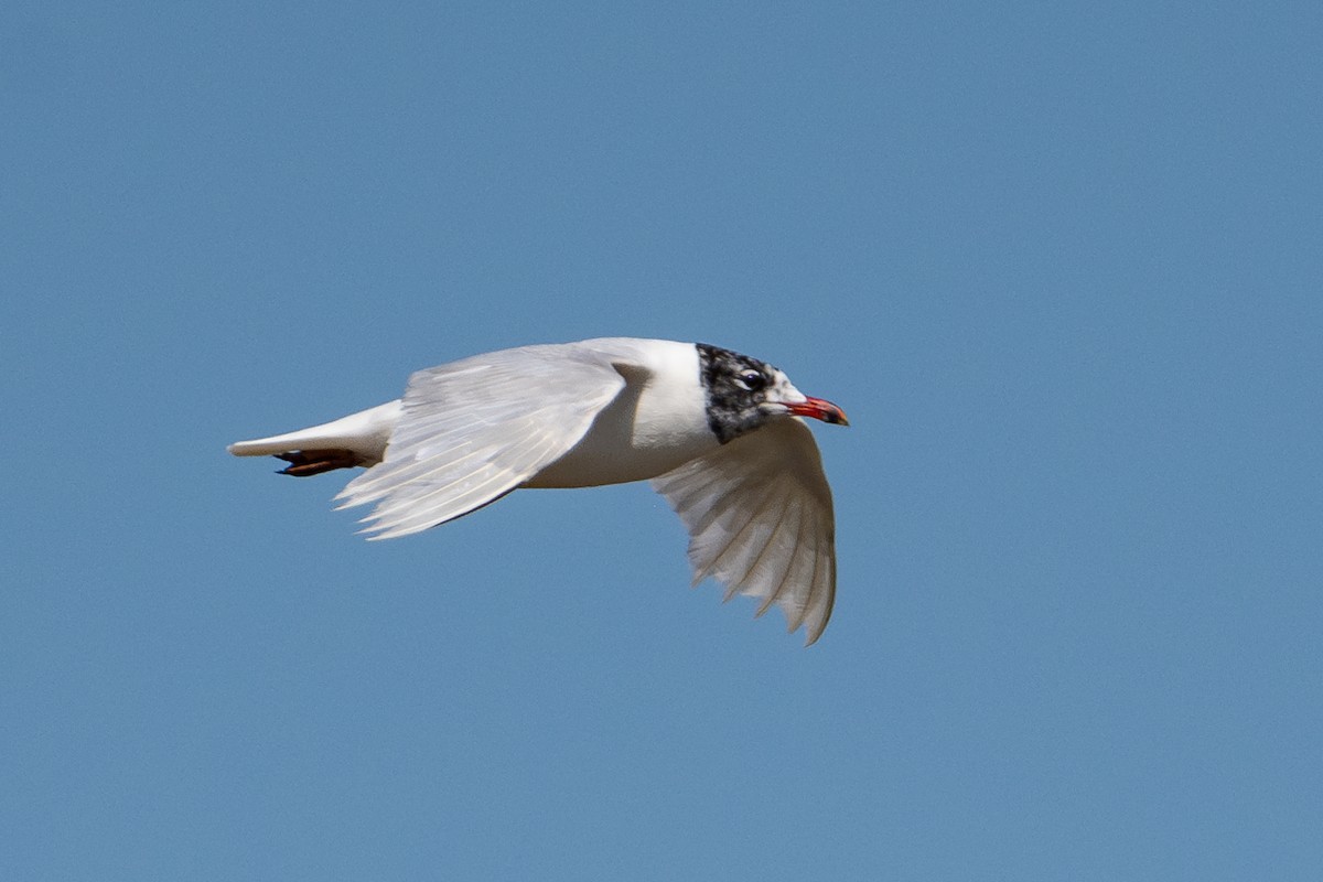 Mediterranean Gull - ML643981588