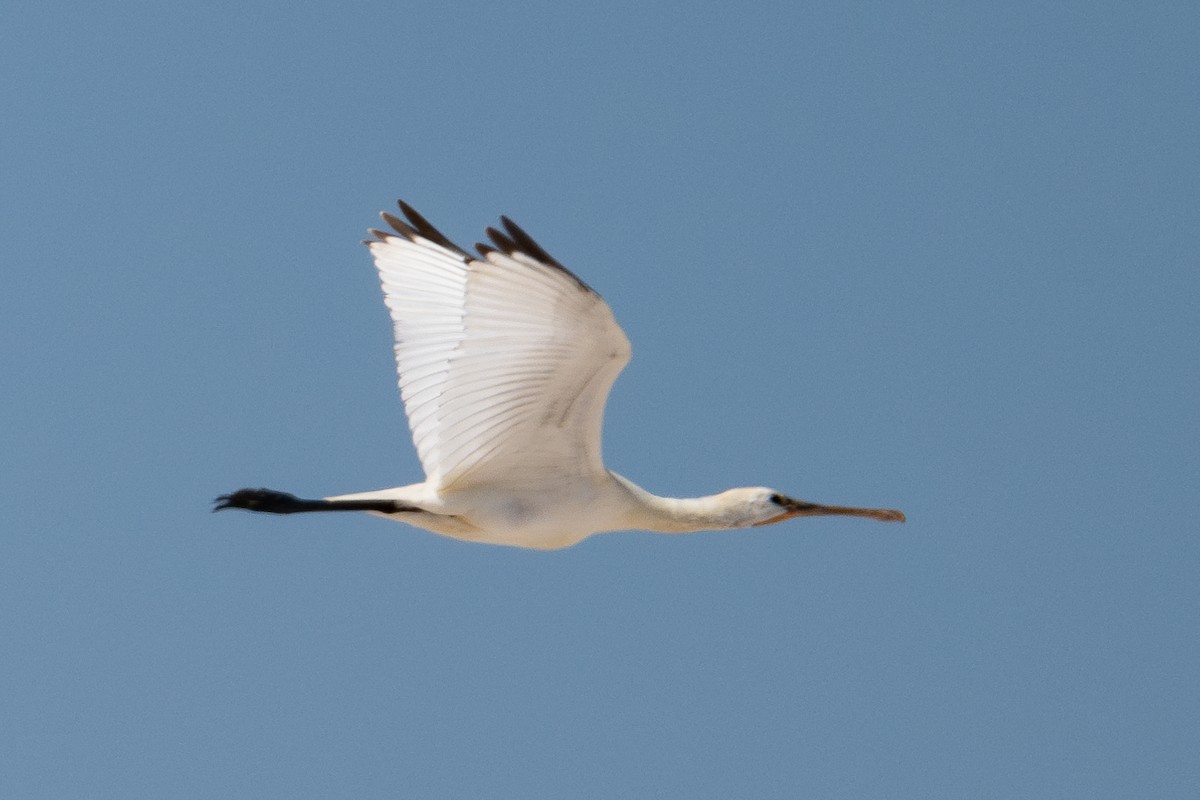 Eurasian Spoonbill - ML643981589