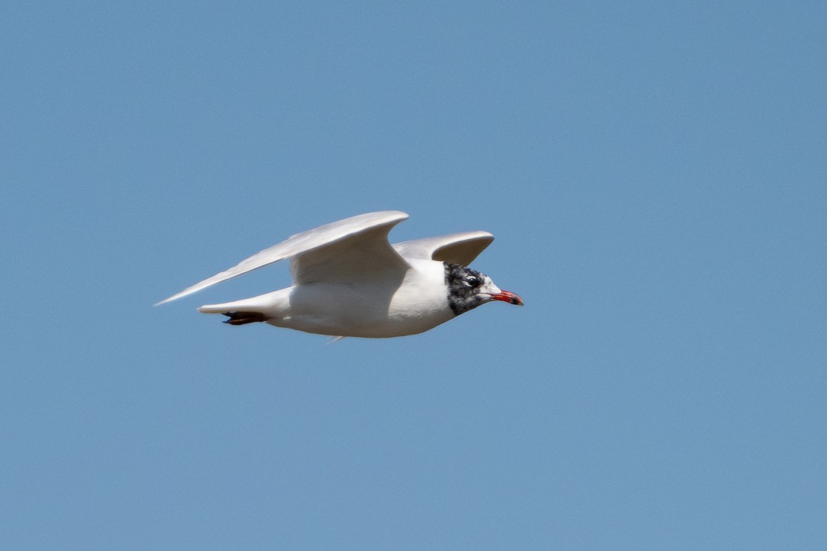 Mediterranean Gull - ML643981590