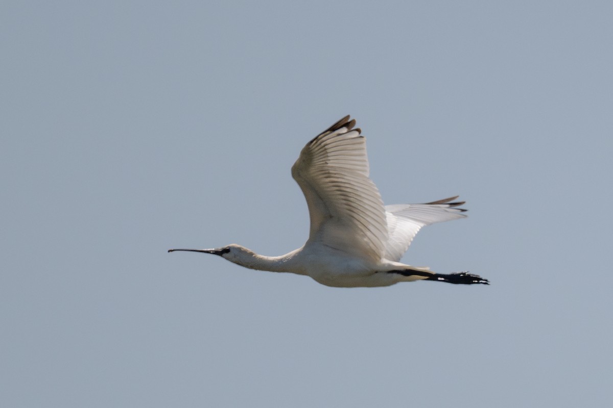 Eurasian Spoonbill - ML643981591