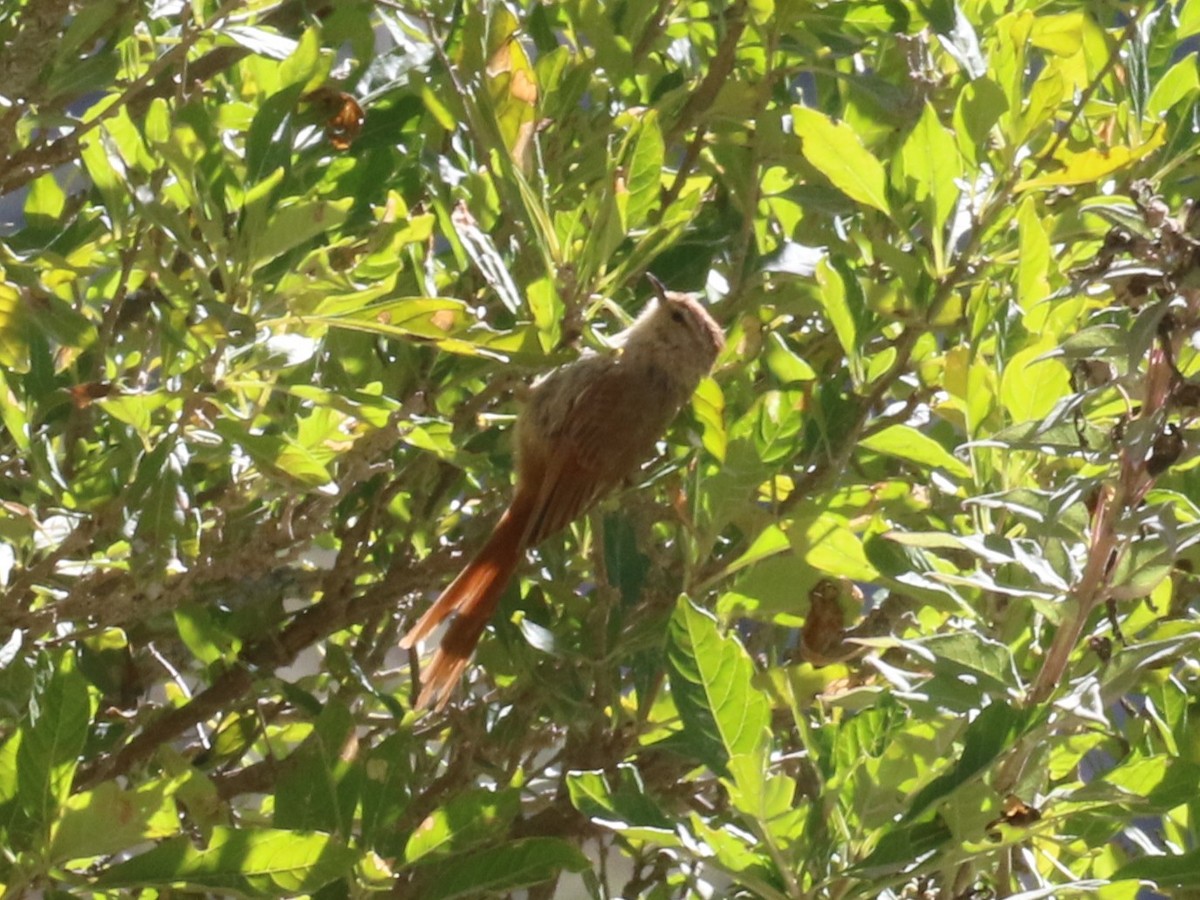 Сікора бура - ML643981592