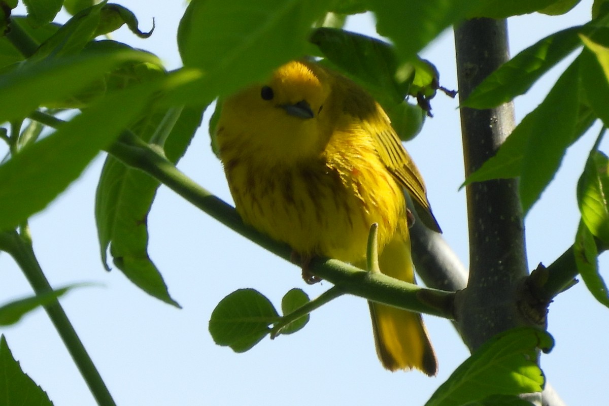 Yellow Warbler (Northern) - ML643981595