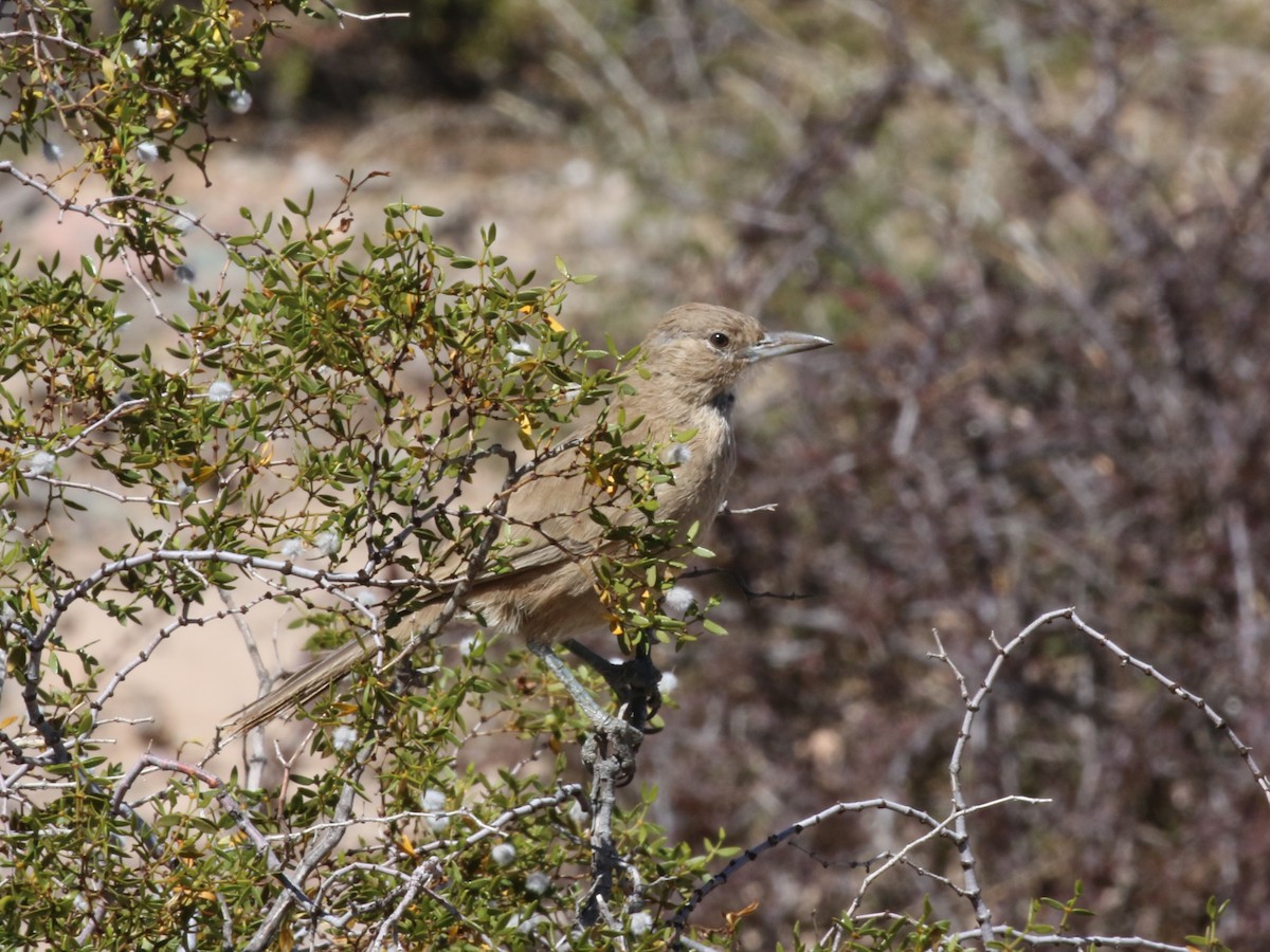 ノドジロエボシカマドドリ - ML643981596