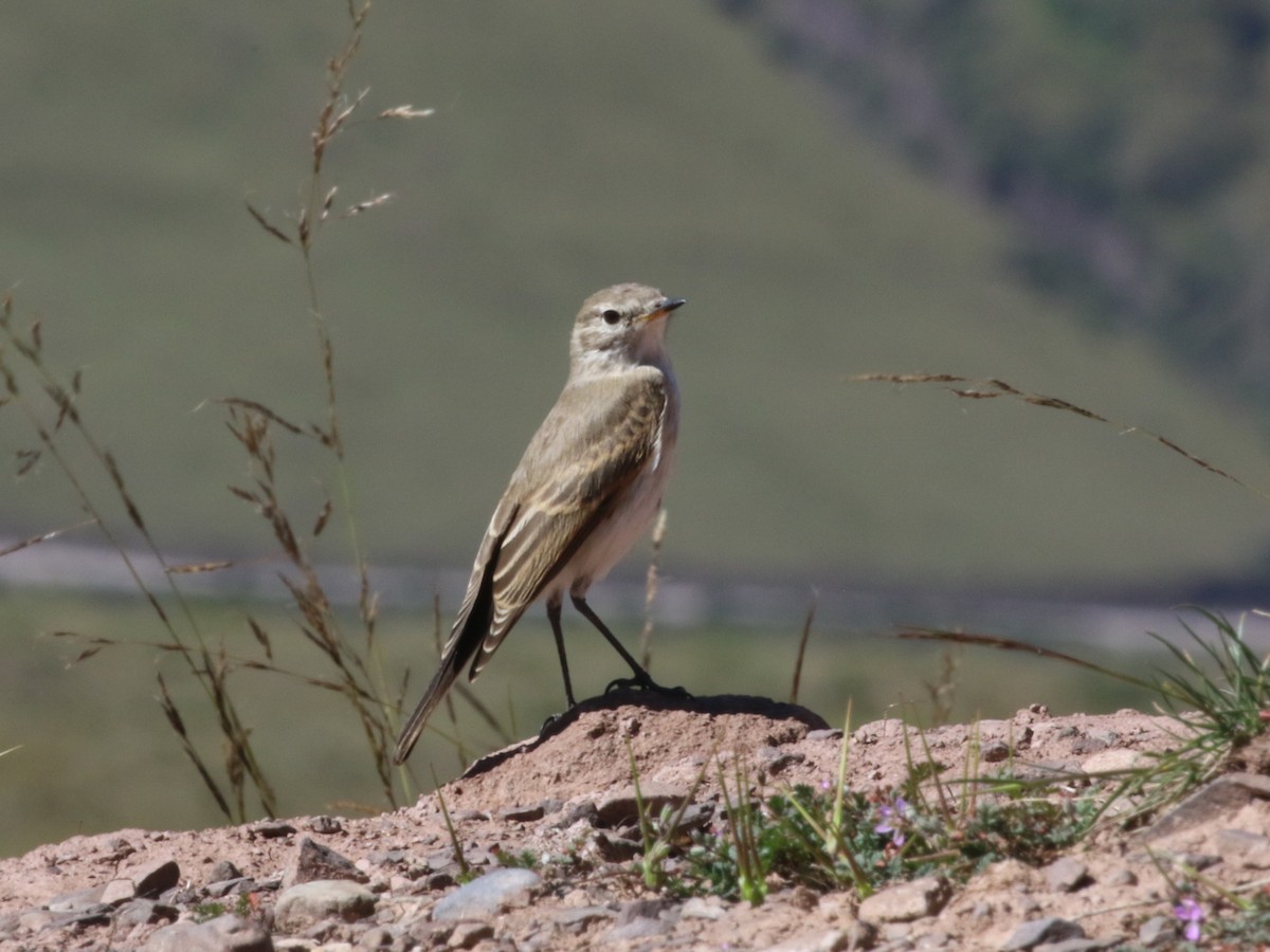 Spot-billed Ground-Tyrant - ML643981603