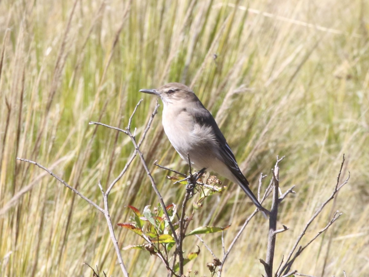 Black-billed Shrike-Tyrant - ML643981610