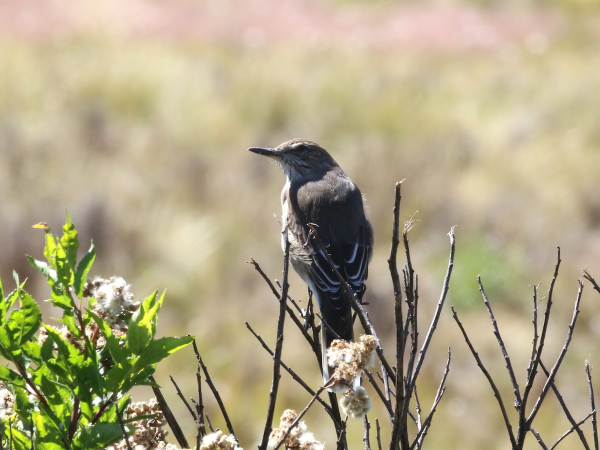Black-billed Shrike-Tyrant - ML643981611
