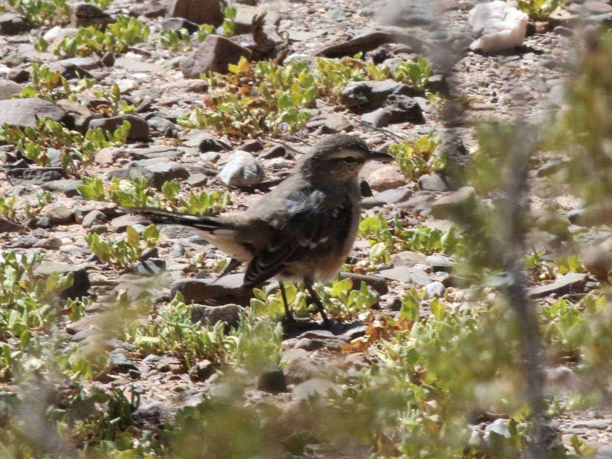 Пересмішник патагонський - ML643981628