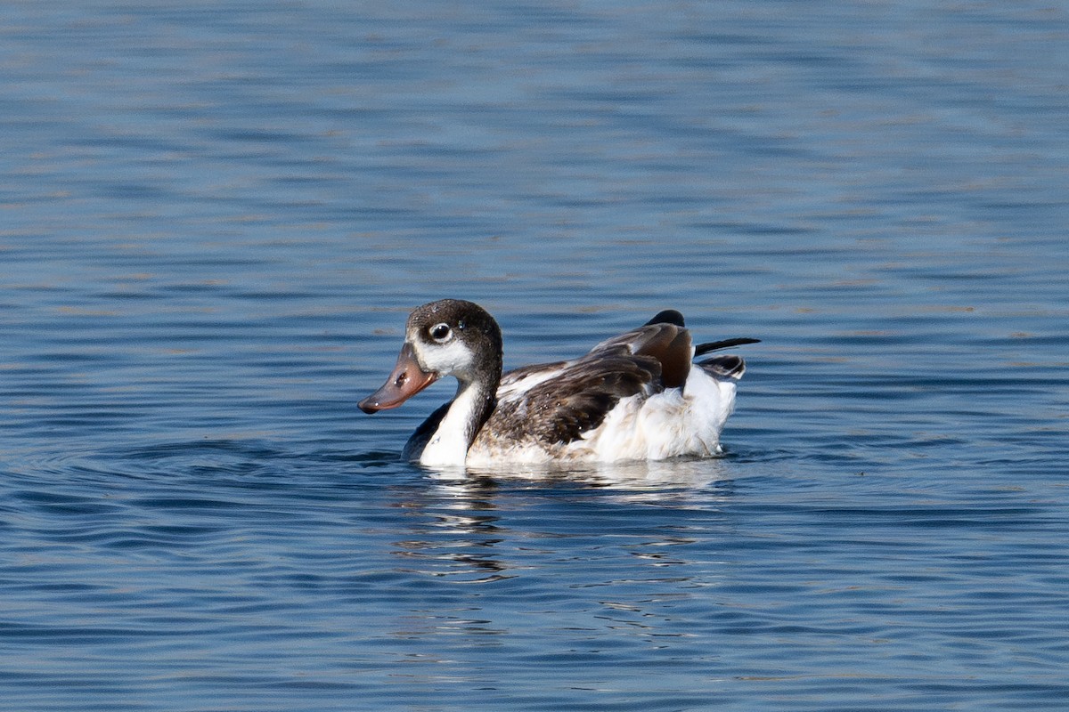Common Shelduck - ML643981636