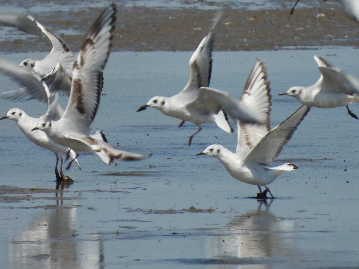 Bonaparte's Gull - ML643981639