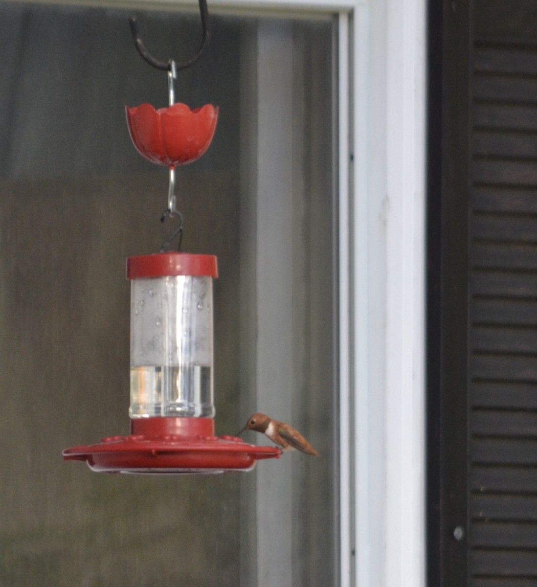 Rufous Hummingbird - ML643981650