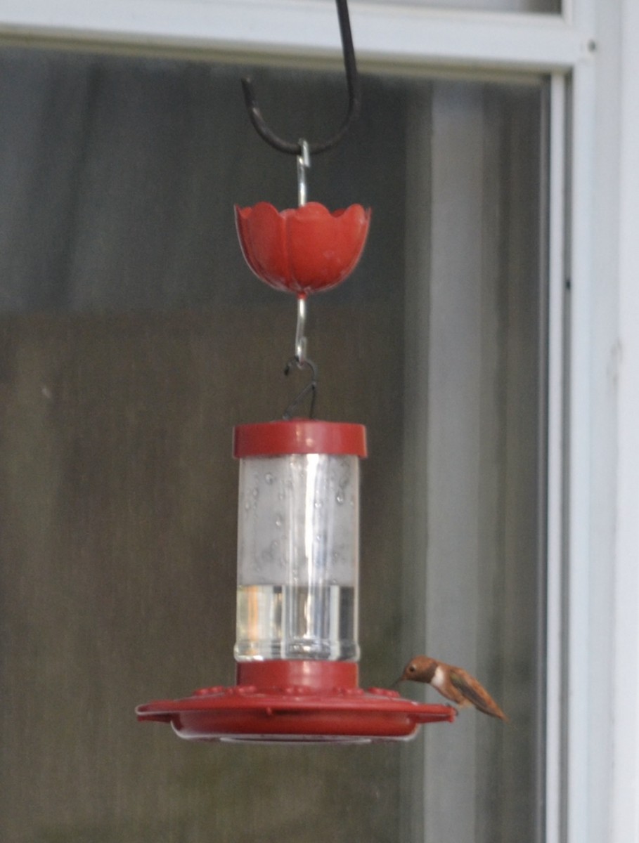 Rufous Hummingbird - ML643981651