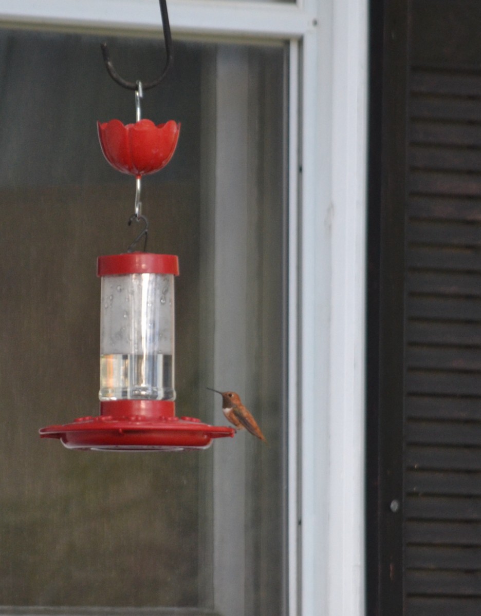 Rufous Hummingbird - ML643981652