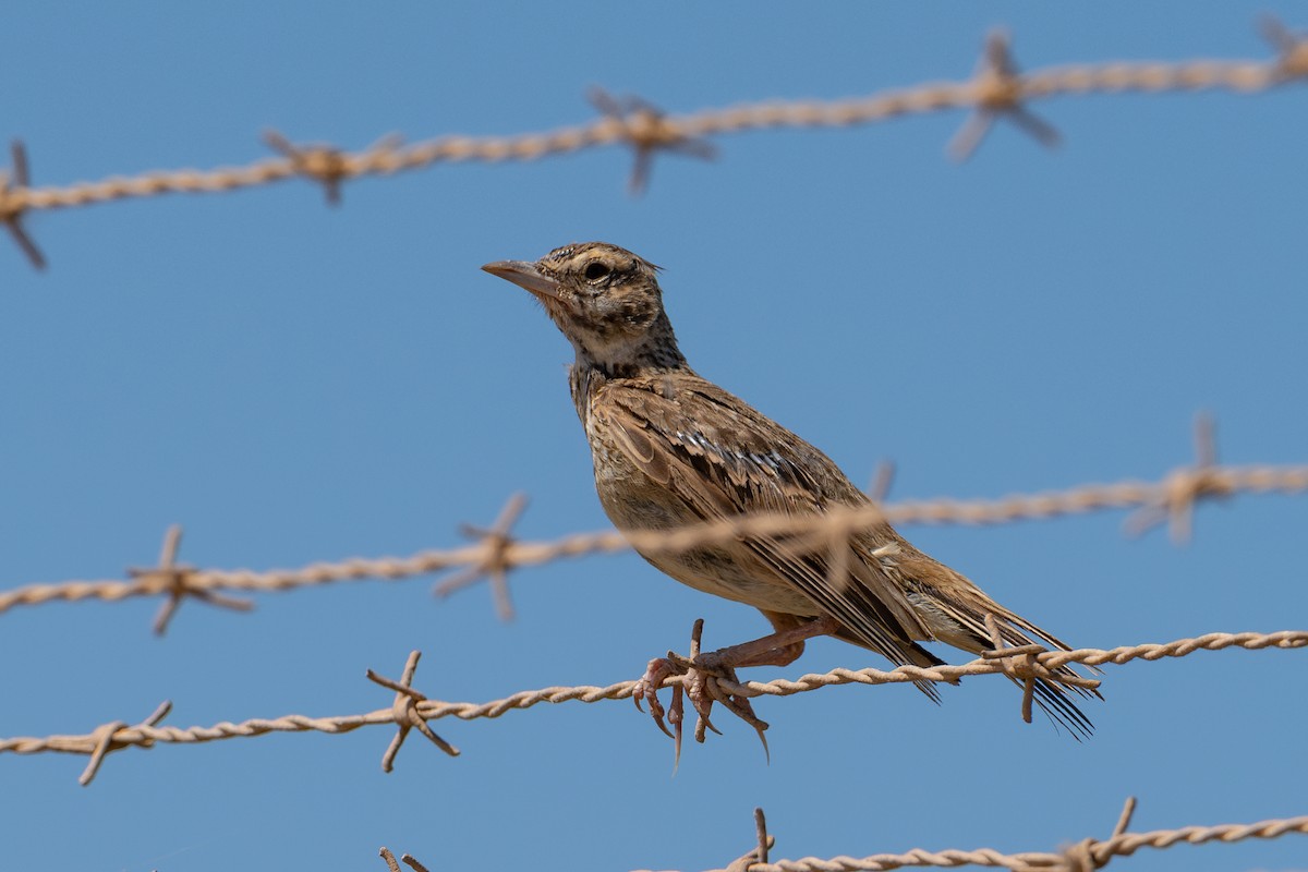 Crested Lark - ML643981653