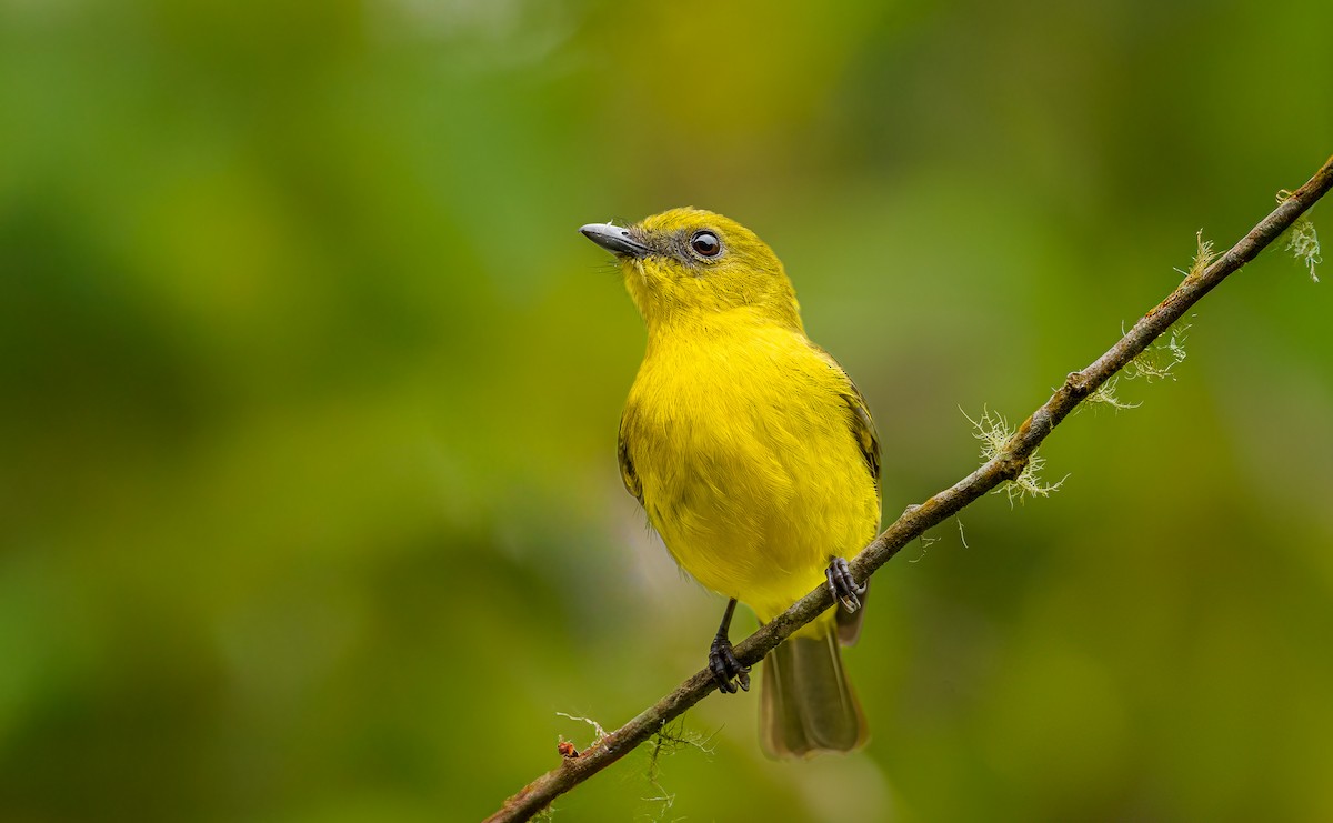 Bornean Whistler - ML643981655