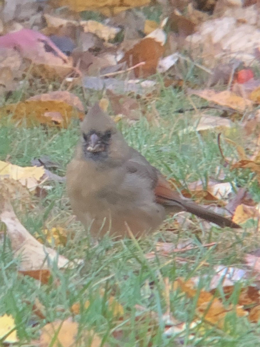 Cardinal rouge - ML643981658