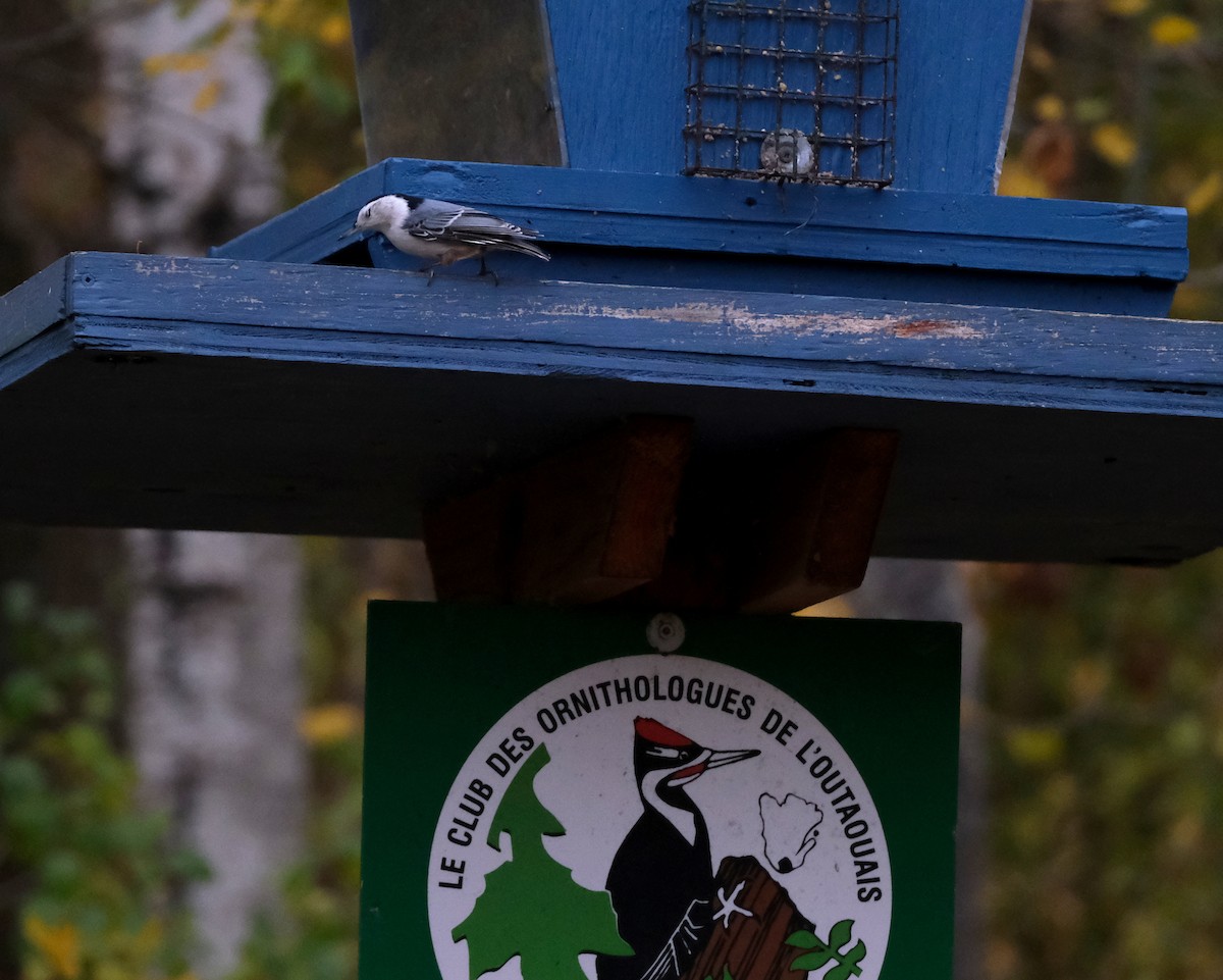 White-breasted Nuthatch - ML643981664