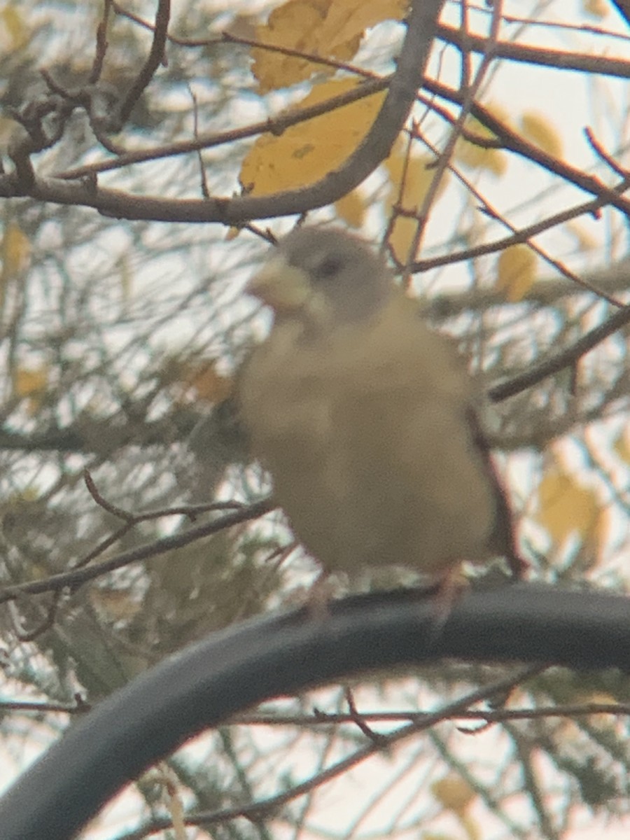 Evening Grosbeak - ML643981670
