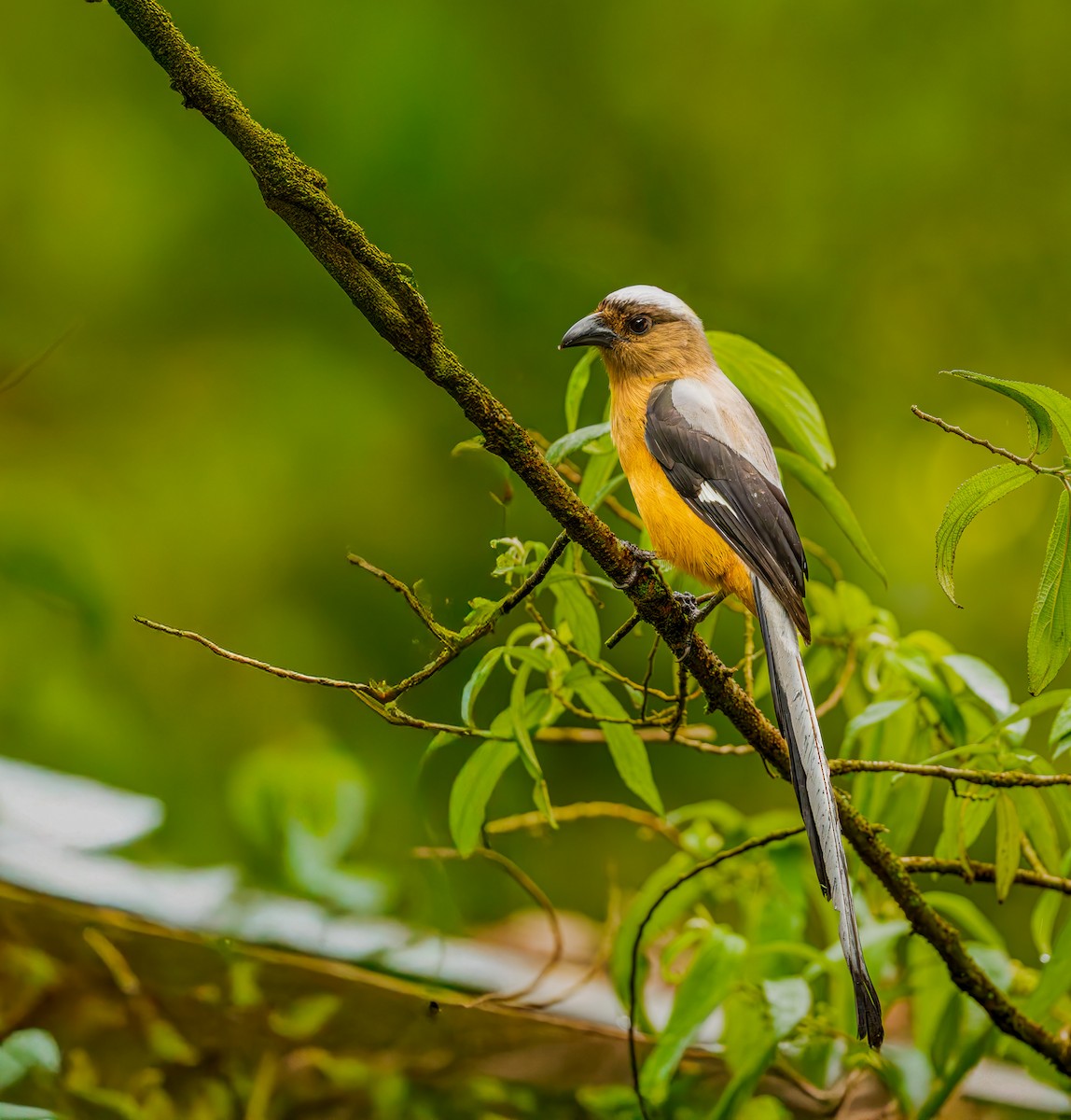 Bornean Treepie - ML643981671