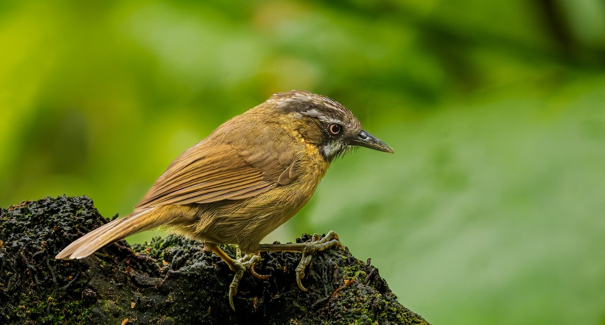 Gray-throated Babbler - ML643981692