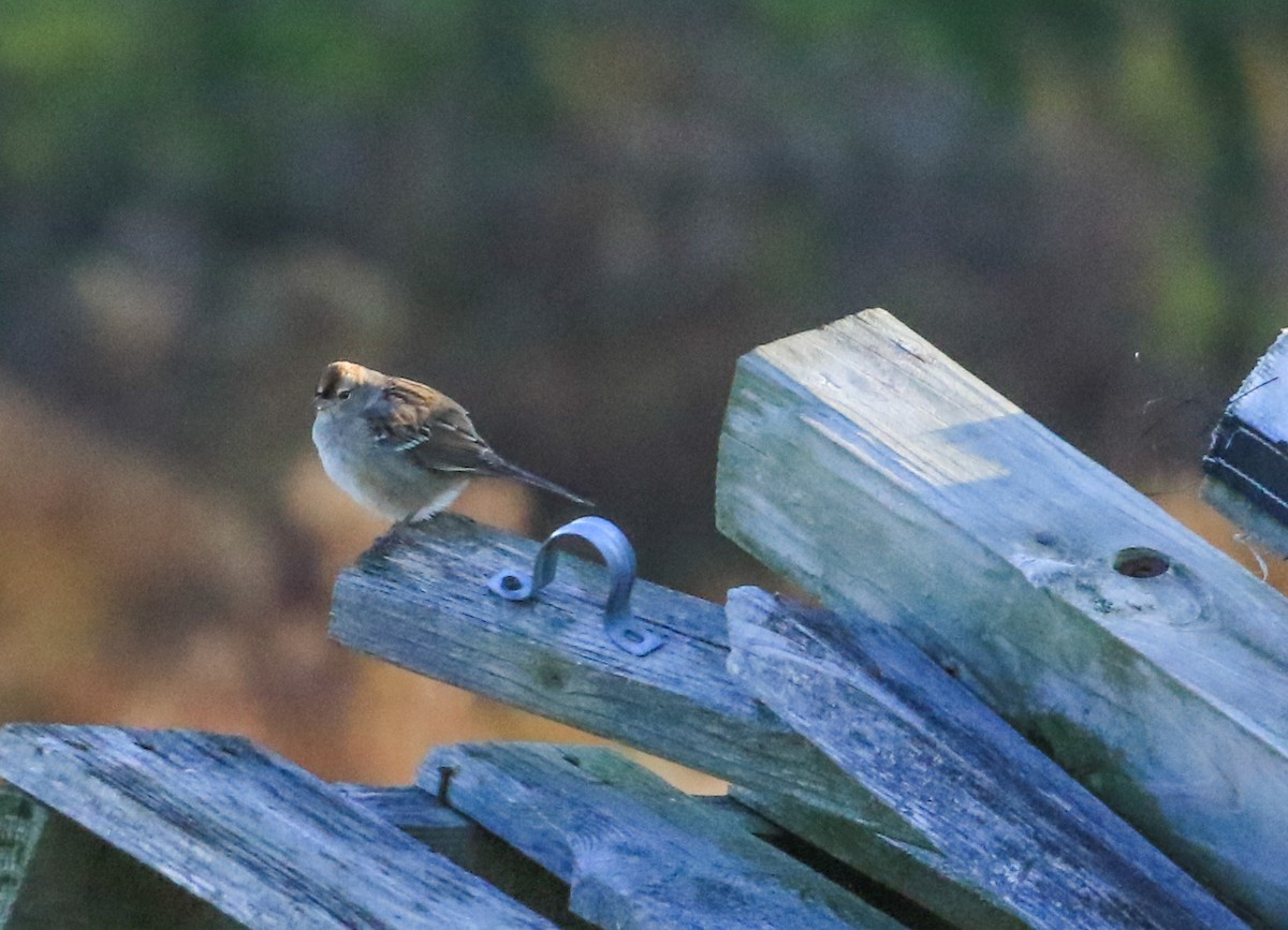 Bruant à couronne blanche - ML643981695