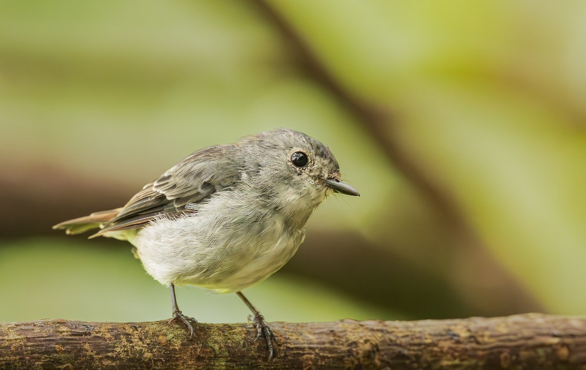 Little Pied Flycatcher - ML643981700
