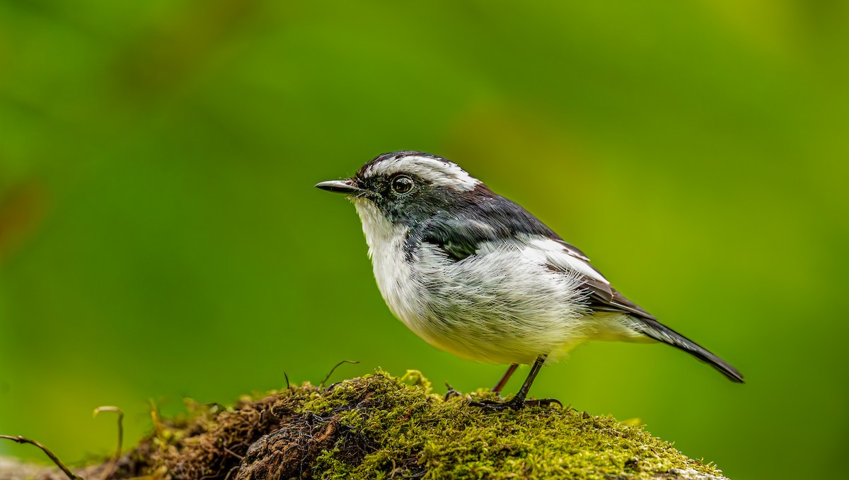 Little Pied Flycatcher - ML643981701