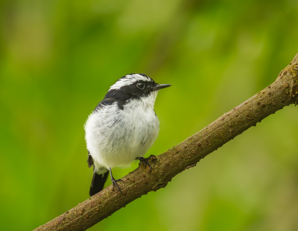 Little Pied Flycatcher - ML643981702