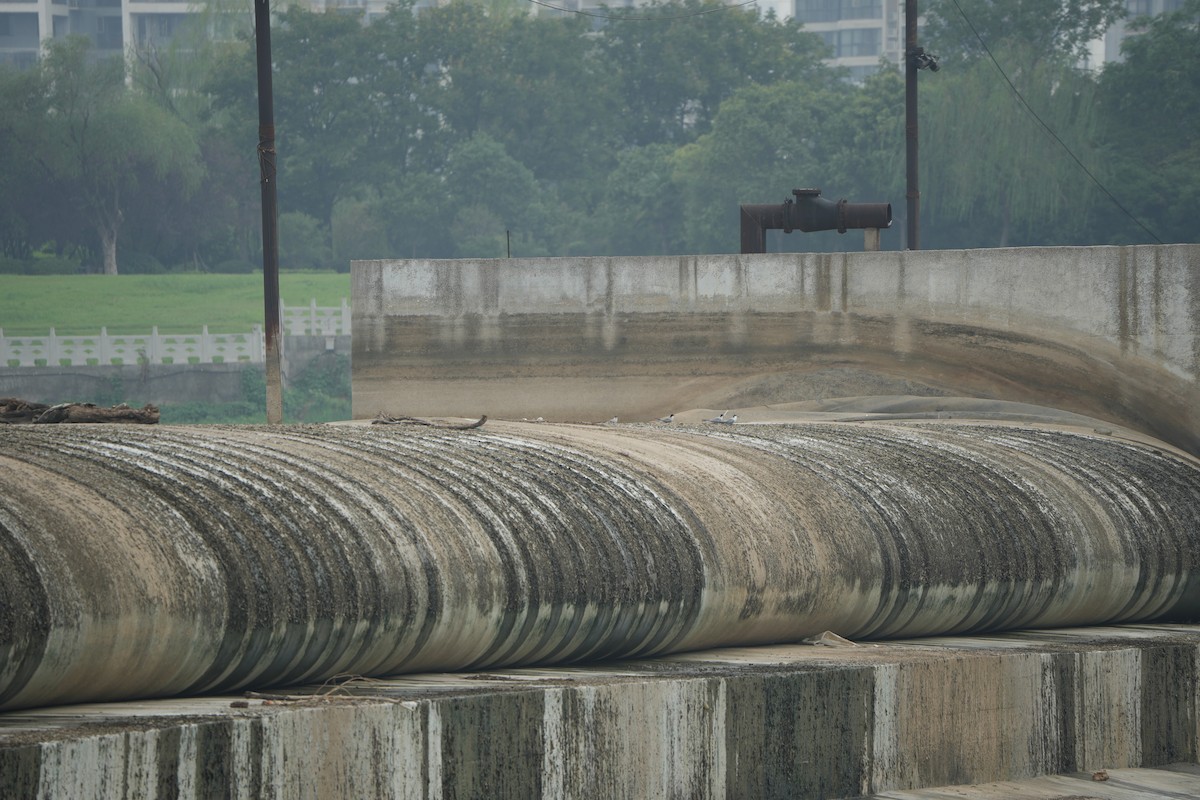 Хурган хараалай - ML643981717