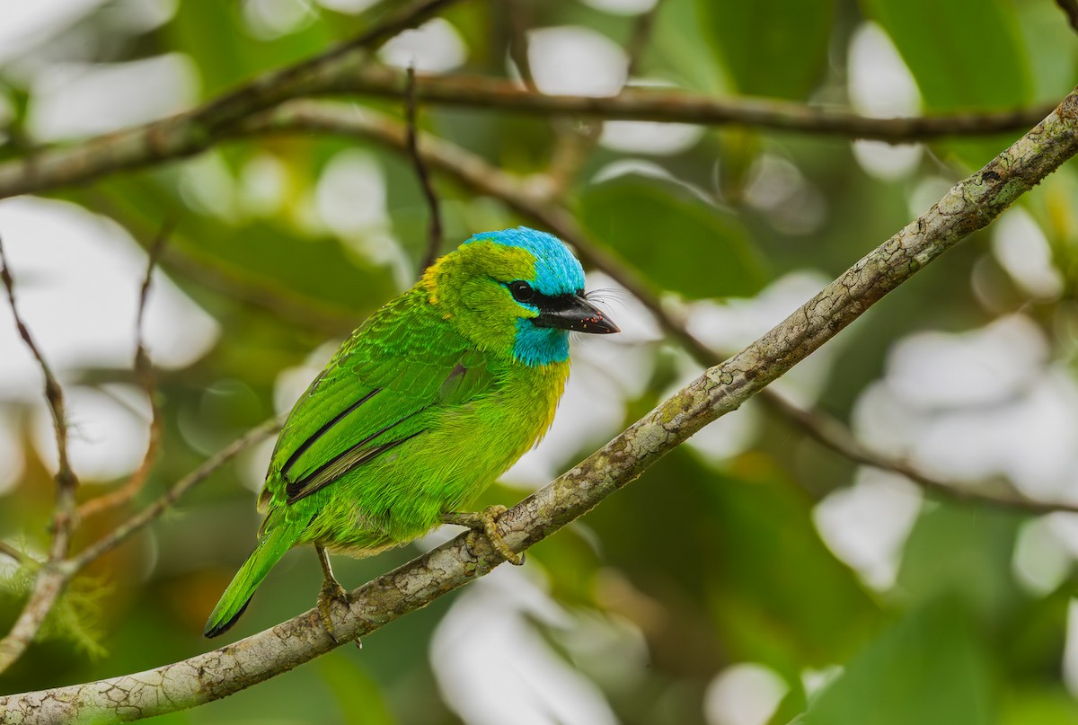 Golden-naped Barbet - ML643981721