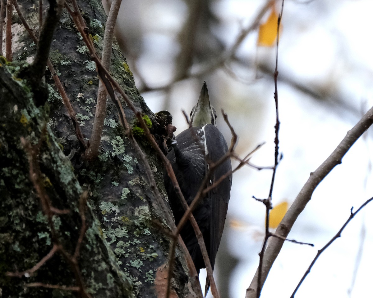 Pileated Woodpecker - ML643981724