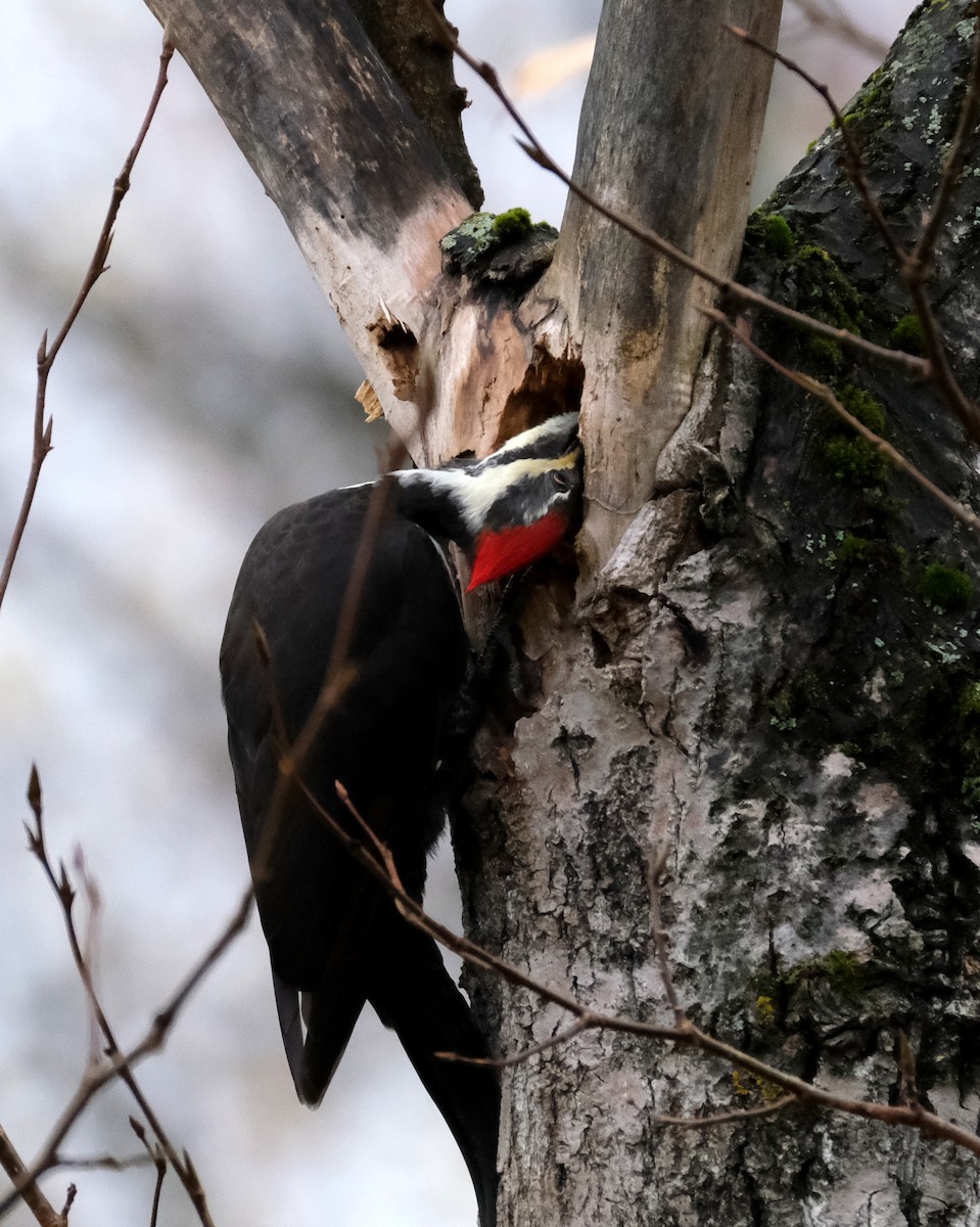 Pileated Woodpecker - ML643981725