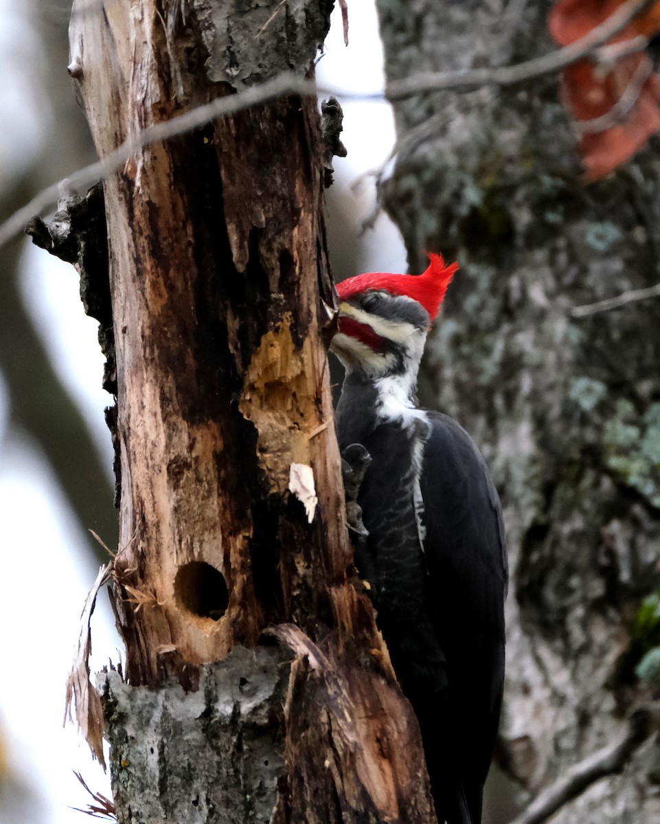Pileated Woodpecker - ML643981726