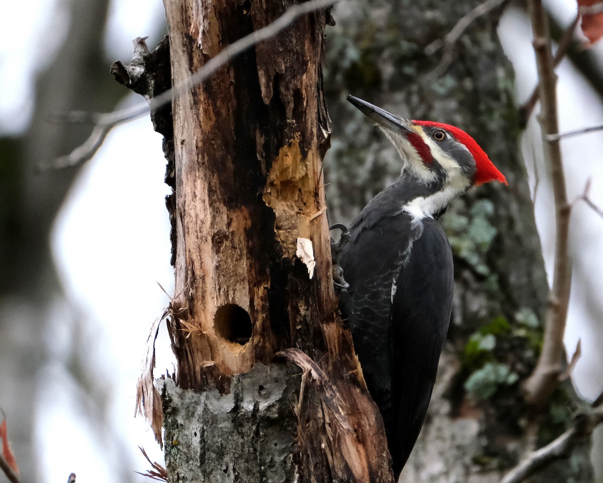 Pileated Woodpecker - ML643981728