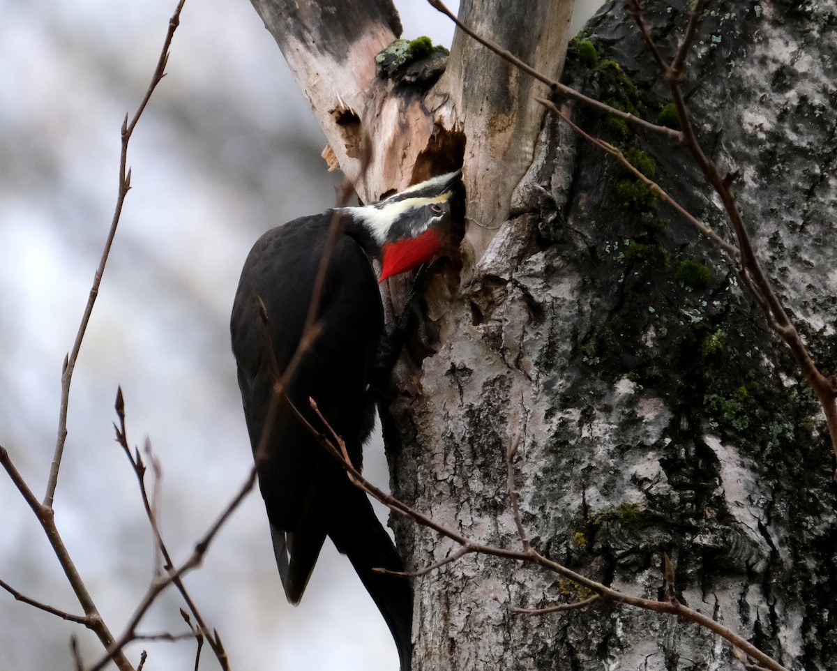 Pileated Woodpecker - ML643981732